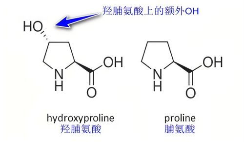 cell biolabs羥脯氨酸 hyp 定量檢測(cè)試劑盒如何檢測(cè)